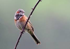 Image result for Emberiza fucata