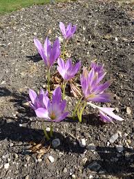 Attēlu rezultāti vaicājumam “Colchicaceae”