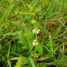 Attēlu rezultāti vaicājumam “Lycopus europaeus flower”