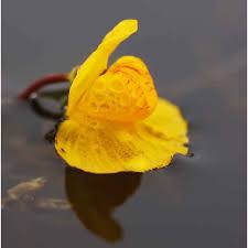 Attēlu rezultāti vaicājumam “Utricularia vulgaris flower”