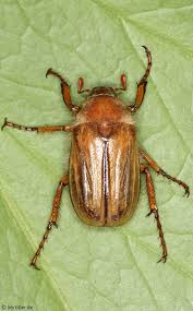 Attēlu rezultāti vaicājumam “Amphimallon solstitiale imago”