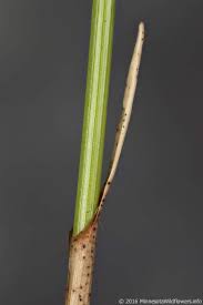 Attēlu rezultāti vaicājumam “Trichophorum cespitosum fruit”