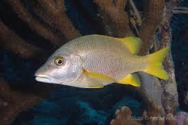 Image result for Lutjanus apodus