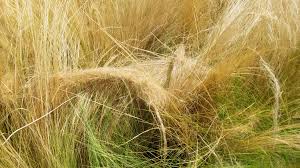 Attēlu rezultāti vaicājumam “Najas tenuissima”