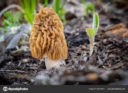 Attēlu rezultāti vaicājumam “Verpa bohemica”