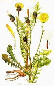 Attēlu rezultāti vaicājumam “Crepis biennis leaf”