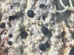 Attēlu rezultāti vaicājumam “Arthonia leucopellaea”