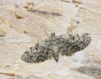 Attēlu rezultāti vaicājumam “Eupithecia tantillaria”