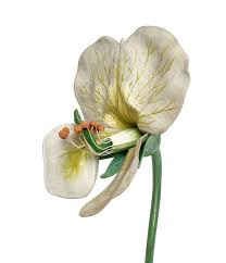 Attēlu rezultāti vaicājumam “Pisum sativum flower”