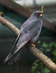 Image result for Falco vespertinus
