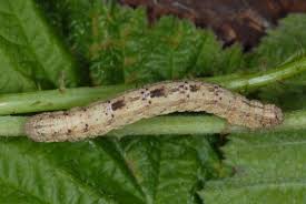 Attēlu rezultāti vaicājumam “Alcis repandata”