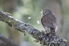 Attēlu rezultāti vaicājumam “Glaucidium passerinum adult”