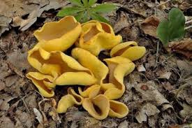 Attēlu rezultāti vaicājumam “Sowerbyella radiculata”