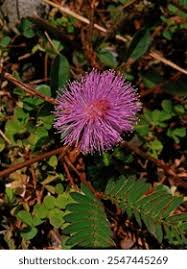 Image result for pohon semalu images