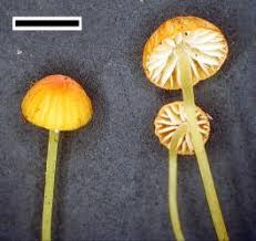 Attēlu rezultāti vaicājumam “Mycena acicula”