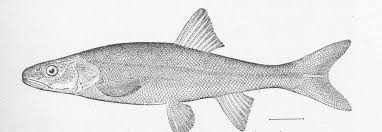 Image result for Ptychocheilus grandis