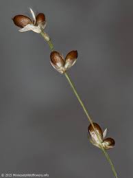 Attēlu rezultāti vaicājumam “Carex disperma”