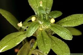 Attēlu rezultāti vaicājumam “Callitriche cophocarpa leaf”