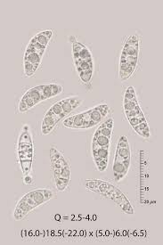 Attēlu rezultāti vaicājumam “Rutstroemia firma”