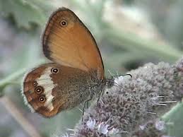 Attēlu rezultāti vaicājumam “Coenonympha arcania underside”