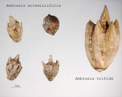 Attēlu rezultāti vaicājumam “Ambrosia artemisiifolia fruit”