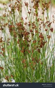 Attēlu rezultāti vaicājumam “Juncus compressus fruit”
