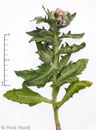 Attēlu rezultāti vaicājumam “Hyoscyamus niger”