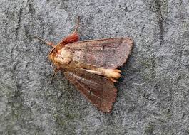 Attēlu rezultāti vaicājumam “Mythimna turca”