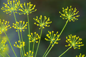Attēlu rezultāti vaicājumam “Anethum graveolens”
