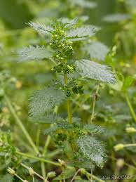 Attēlu rezultāti vaicājumam “Urtica urens”