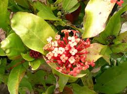 Attēlu rezultāti vaicājumam “Rubiaceae”