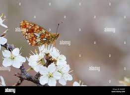 Attēlu rezultāti vaicājumam “Clossiana euphrosyne”