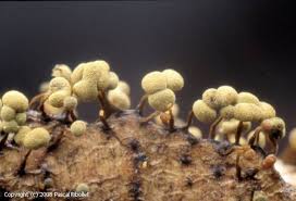 Attēlu rezultāti vaicājumam “Physarum viride var. aurantium”