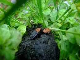 Attēlu rezultāti vaicājumam “Oiceoptoma thoracicum”