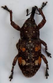 Attēlu rezultāti vaicājumam “Pissodes piniphilus”