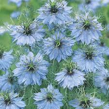 Image result for Nigella damascena