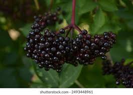 Attēlu rezultāti vaicājumam “Sambucus nigra fruit”