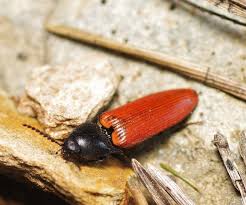 Attēlu rezultāti vaicājumam “Ampedus sp.”