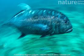 Image result for Caranx ignobilis