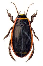 Attēlu rezultāti vaicājumam “Dytiscus dimidiatus”