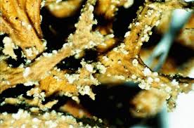 Attēlu rezultāti vaicājumam “Evernia mesomorpha”