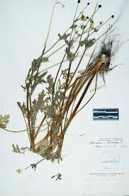 Attēlu rezultāti vaicājumam “Ranunculus bulbosus”