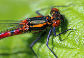 Attēlu rezultāti vaicājumam “Pyrrhosoma nymphula”