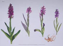 Attēlu rezultāti vaicājumam “Dactylorhiza cruenta”