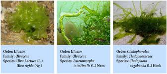 Attēlu rezultāti vaicājumam “Enteromorpha sp.”