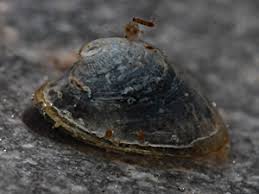 Attēlu rezultāti vaicājumam “Ancylus fluviatilis”