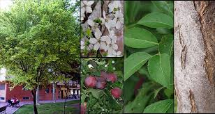Attēlu rezultāti vaicājumam “Prunus cerasifera var. divaricata”