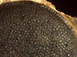 Attēlu rezultāti vaicājumam “Amaurochaete fusiformis”