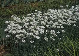 Image result for Allium tuberosum