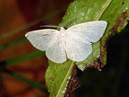 Attēlu rezultāti vaicājumam “Cabera exanthemata male”